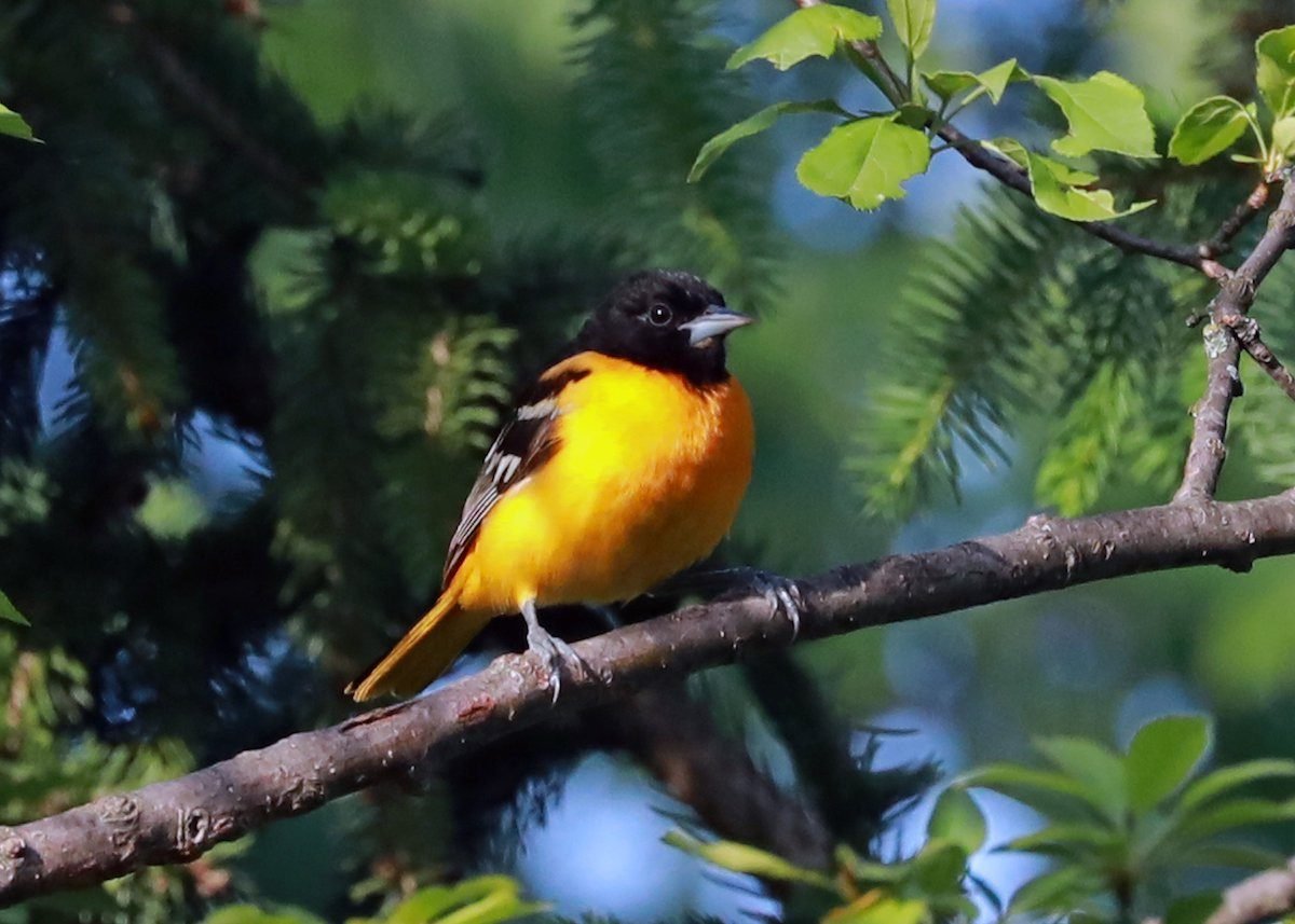 The Top 12 Cutest Birds in America