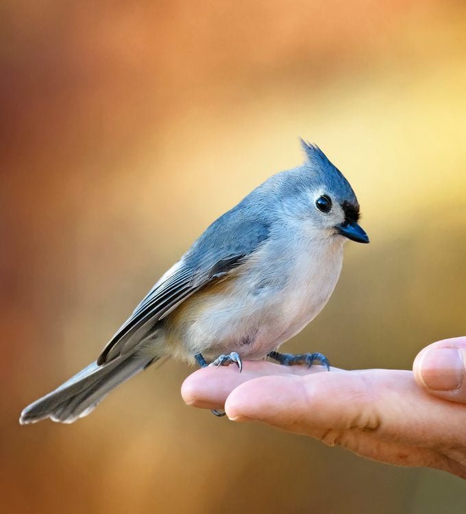 Hand Feeding Birds: How to Do It Safely