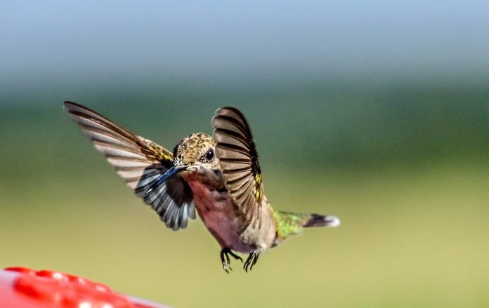 How Fast Do Hummingbirds Fly and Flap Their Wings?