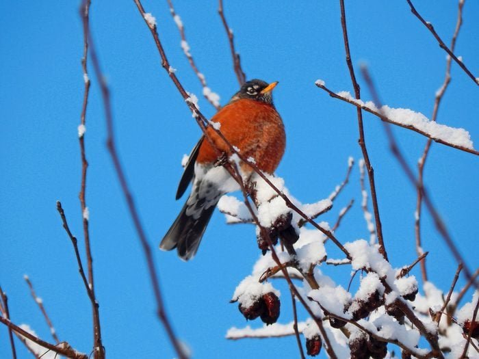 Do Robins Migrate and Fly South in Winter?