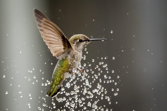 Water, Bugs and Spiderwebs: More Ways to Attract Hummingbirds