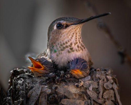 Will Hummingbirds Use a Birdhouse?