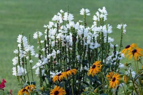 How to Make Obedient Plant Behave in Your Flower Garden