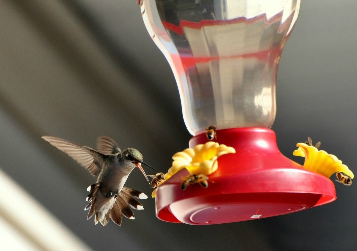 7 Natural Ways to Keep Bees and Wasps Away From Hummingbird Feeders
