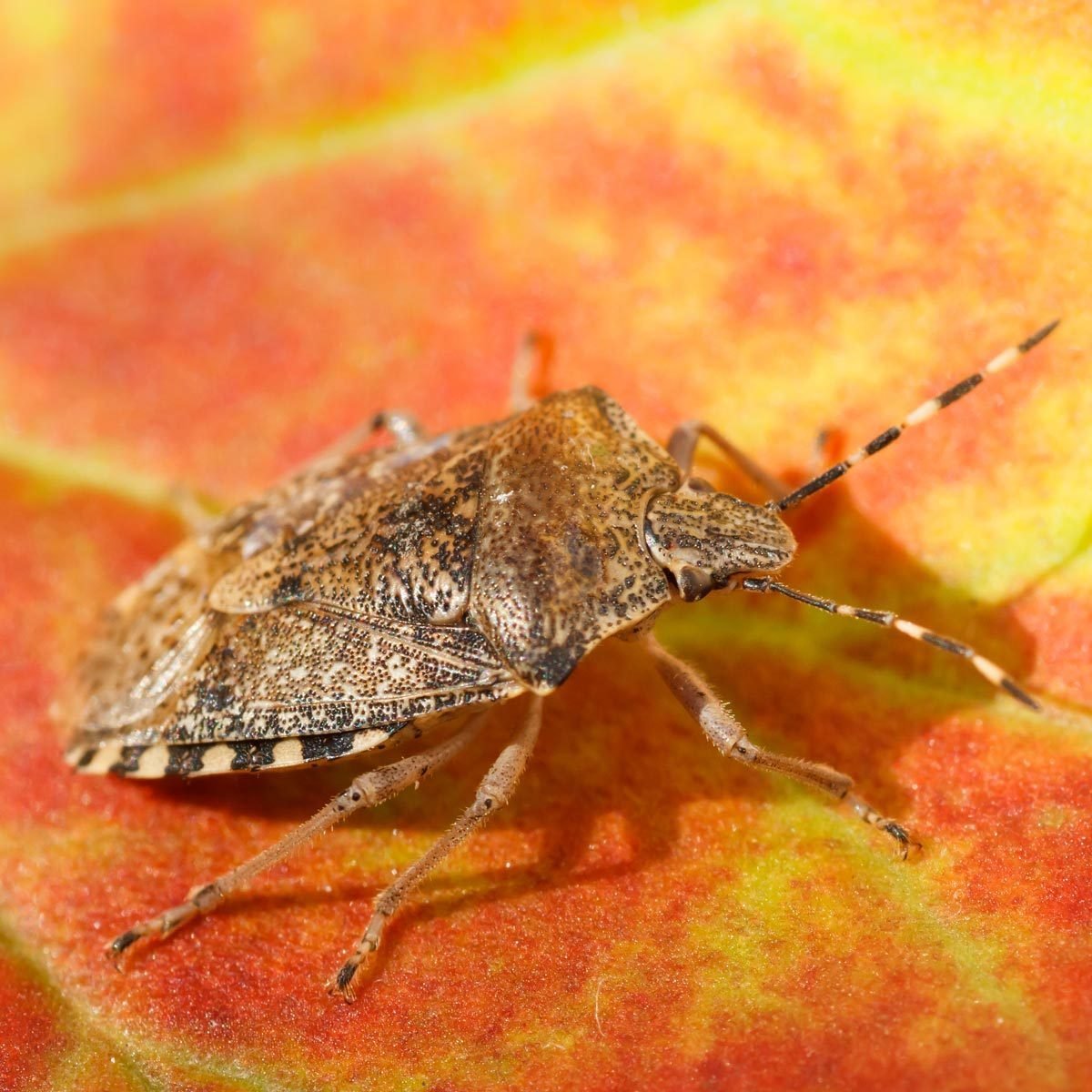 How to Get Rid of Stink Bugs in Your Garden