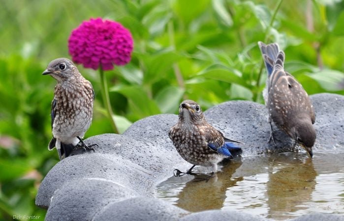 How to Attract Birds to a Bird Bath