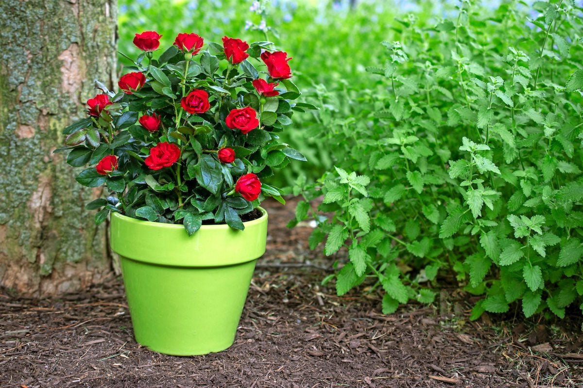 Top 10 Best Flowers for Growing in Pots
