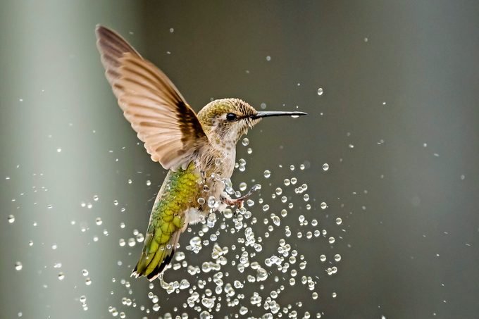 Make a DIY Hummingbird Mister Birdbath