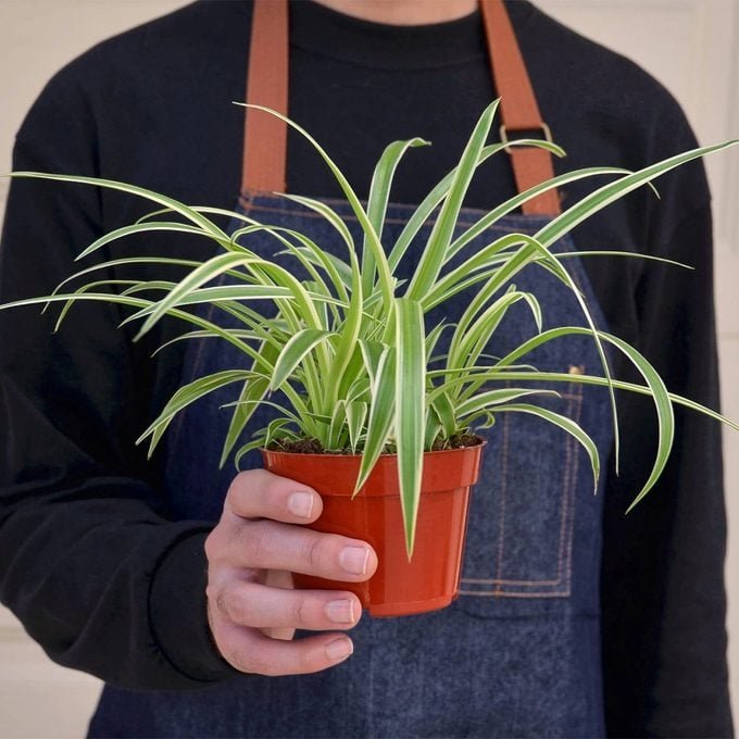 How to Grow Indoor Plants: Tips from Real Gardeners