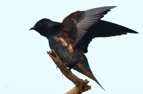 How to Identify and Attract a Purple Martin