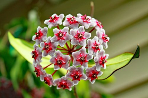 Top 10 Flashy Flowering Succulents to Grow