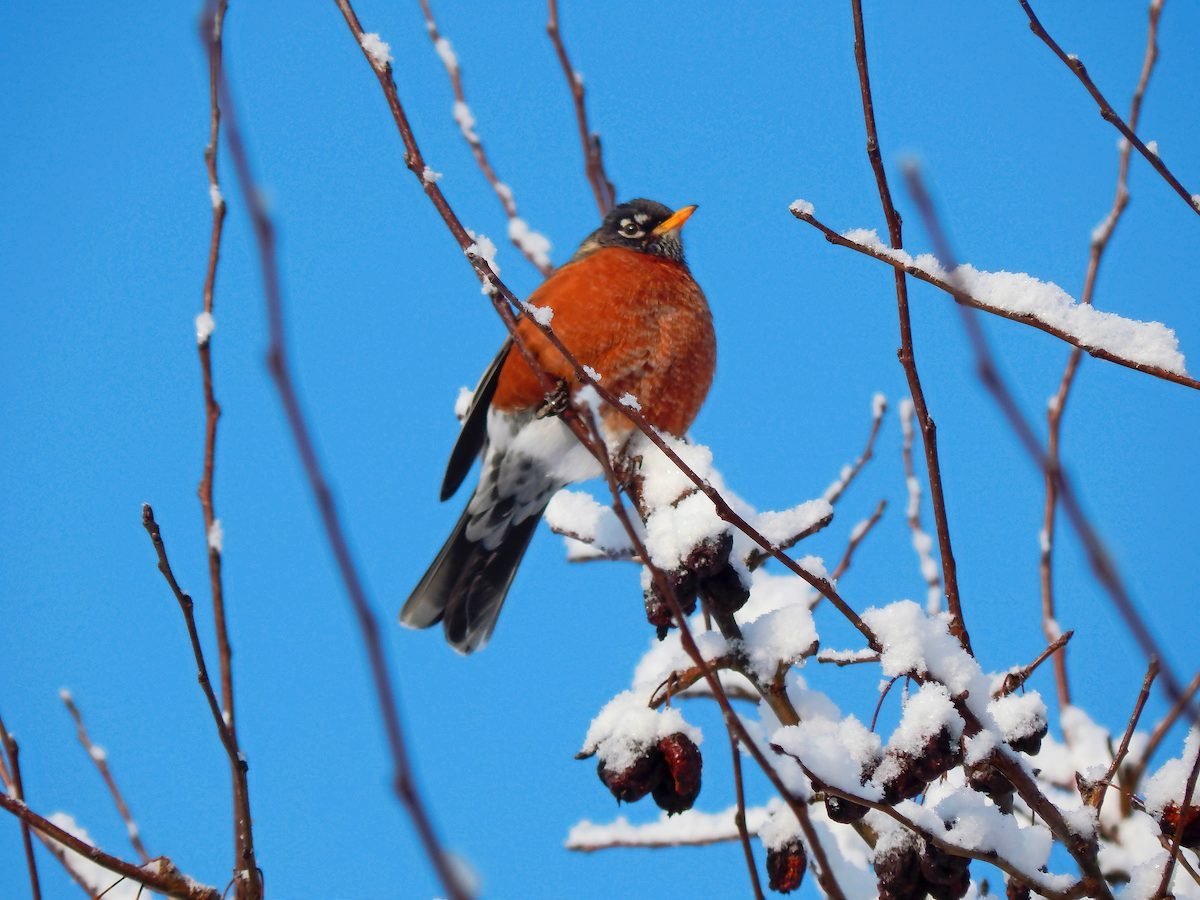 Do Robins Migrate and Return in the Spring?
