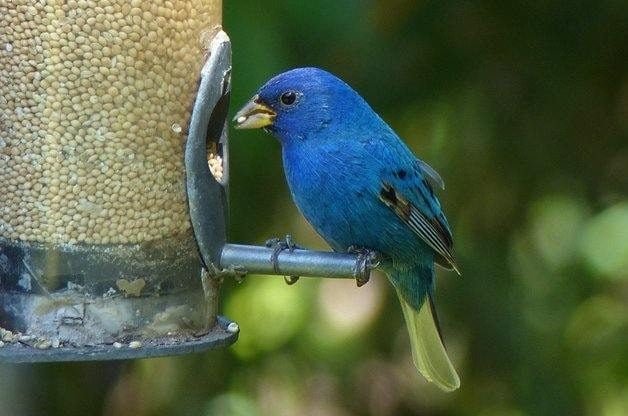Attract Indigo Buntings With Their Favorite Foods