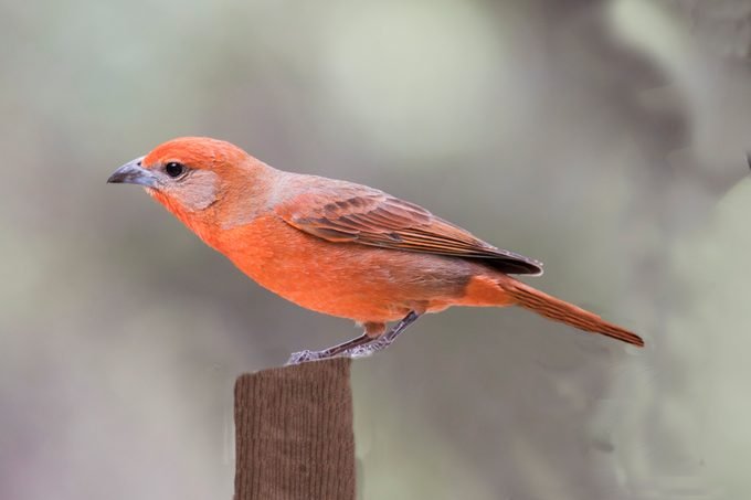 Where to Find Flame-Colored and Hepatic Tanagers