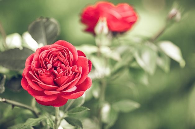 The Best Way to Grow Roses