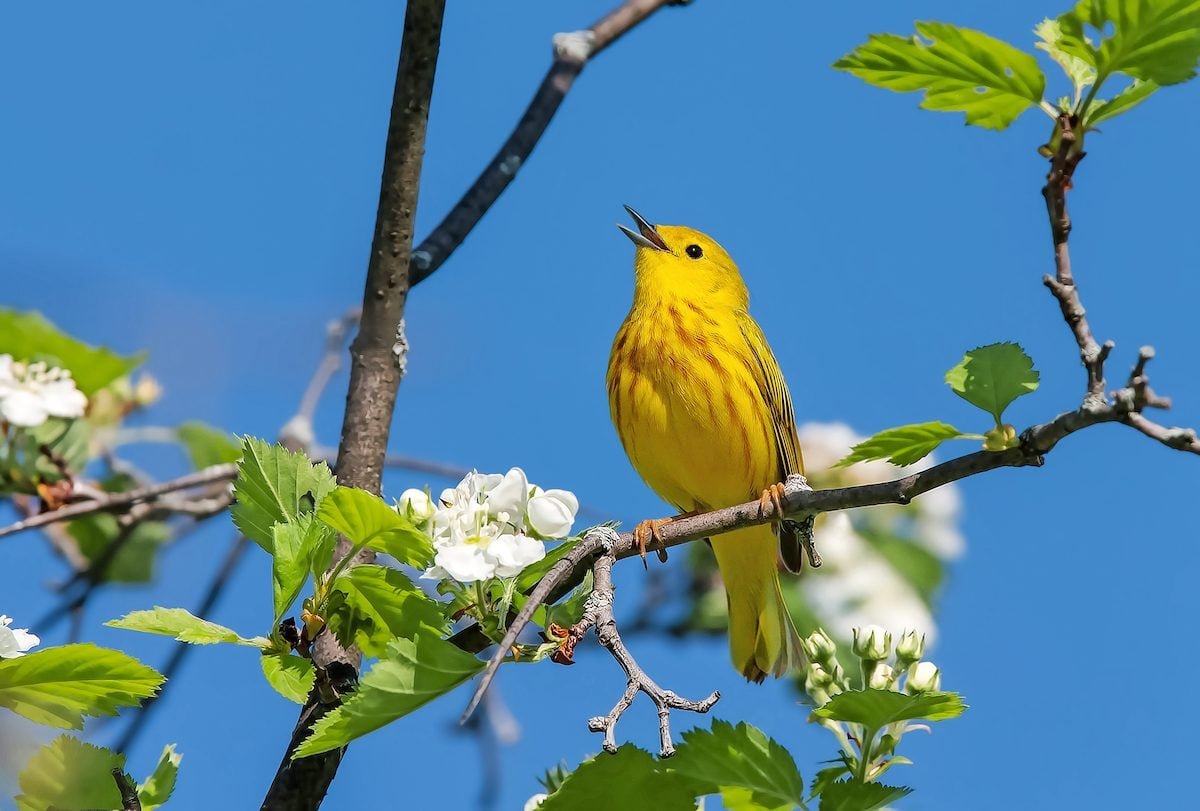 20 Spring Warblers You Should Know