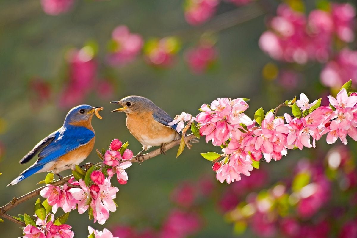 Eastern Bluebirds Love Wide Open Spaces