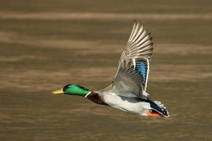 Meet the Mallard: The Most Common Duck in the World