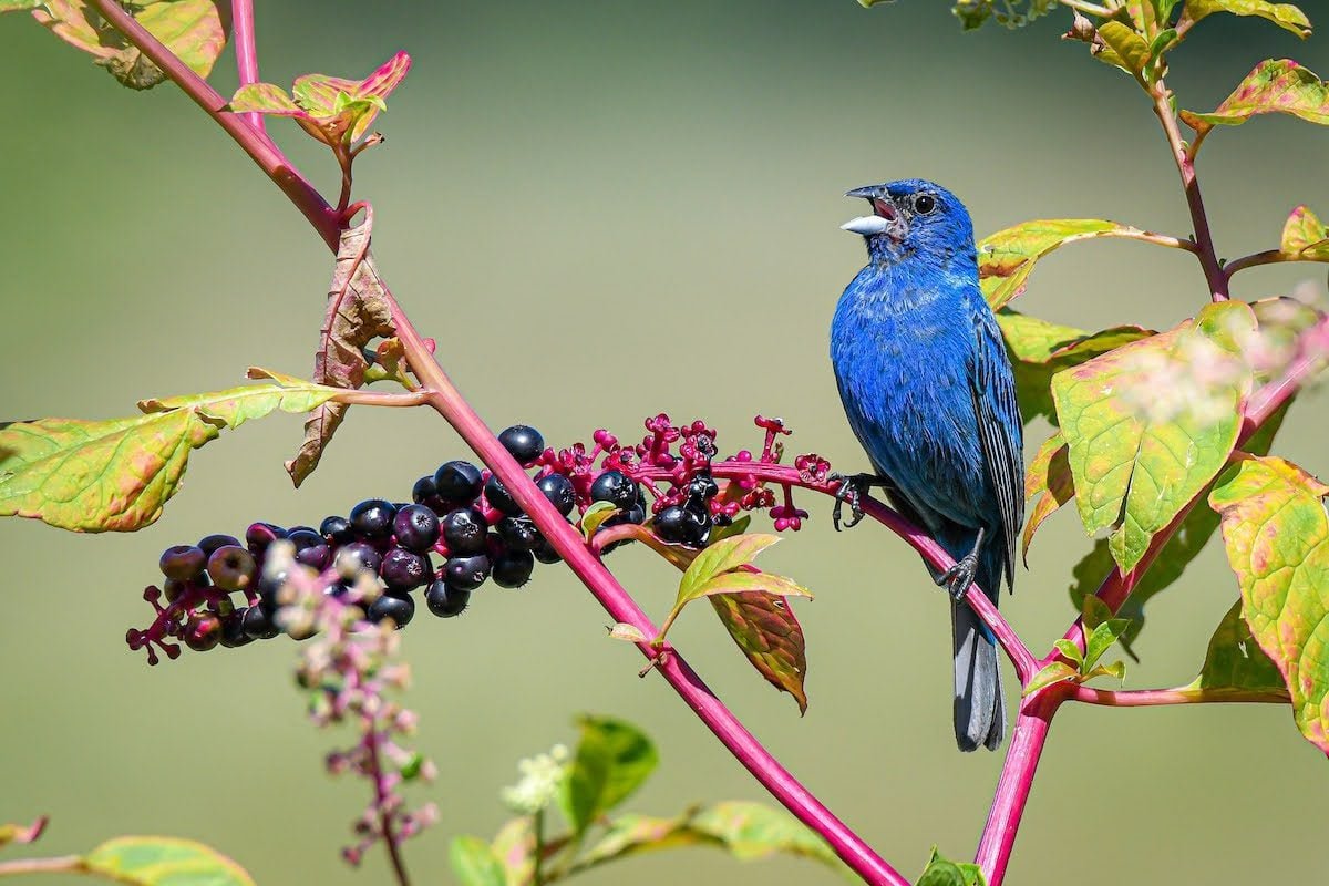Look and Listen for Bright Blue Indigo Buntings