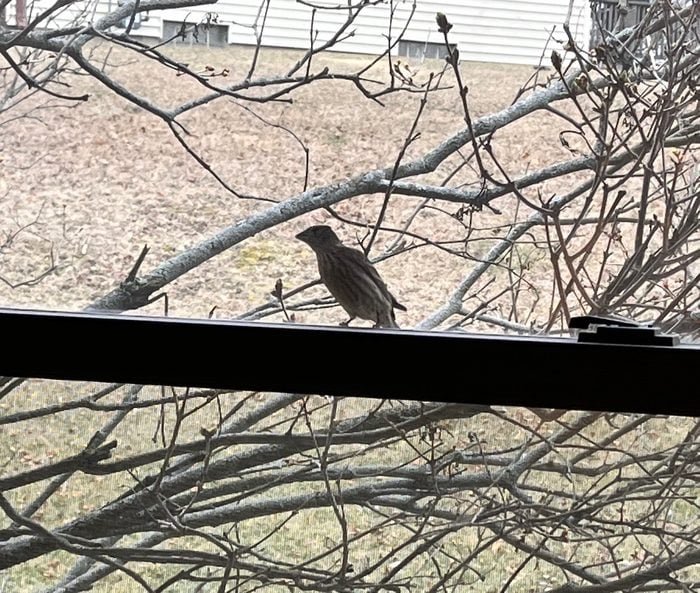 Why Do Birds Peck At Windows Flipboard Why do birds peck at windows flipboard