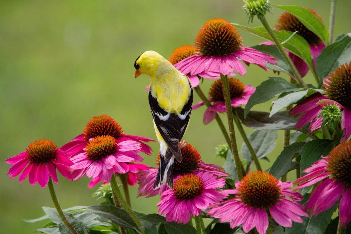 8 Ways to Ensure a Bird-Safe Backyard