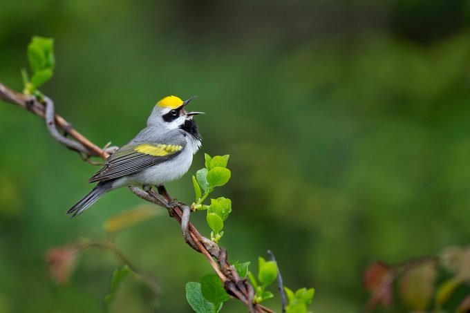 11 Reasons Why Birders Are Obsessed With Warblers