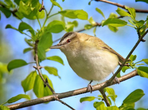 how-to-identify-a-red-eyed-vireo-flipboard