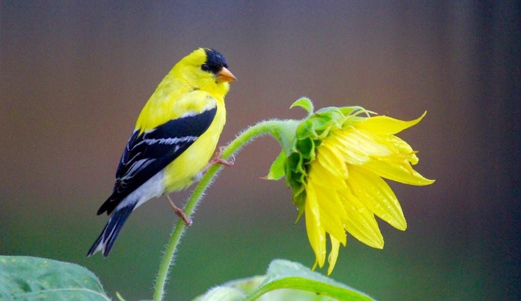 15 Common Backyard Birds You Should Know - cover