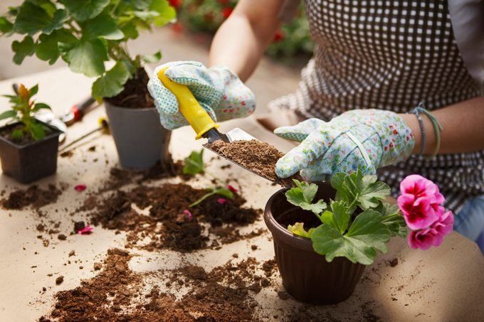 Can You Reuse Potting Soil in Planters?