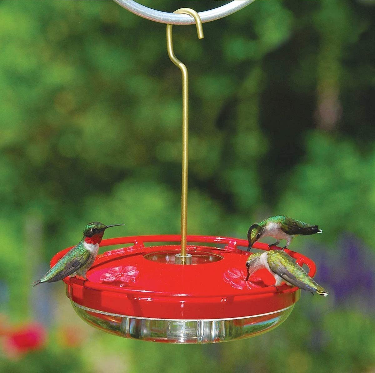 10 Types of Bird Feeders You Need in Your Backyard