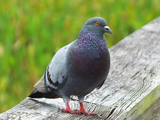 How to Get Rid of Pigeons at Bird Feeders