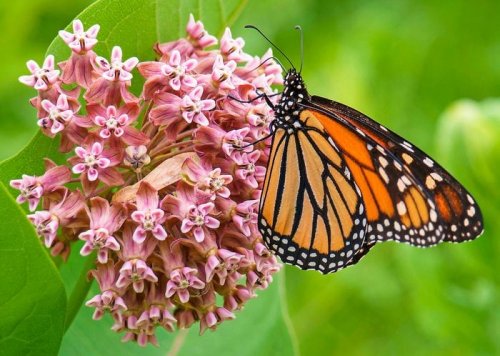 11 Fascinating Monarch Butterfly Facts