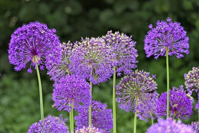 Plant Allium Flowers in Fall for Pretty Spring Blooms
