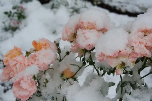 How to Prepare and Prune Roses for Winter