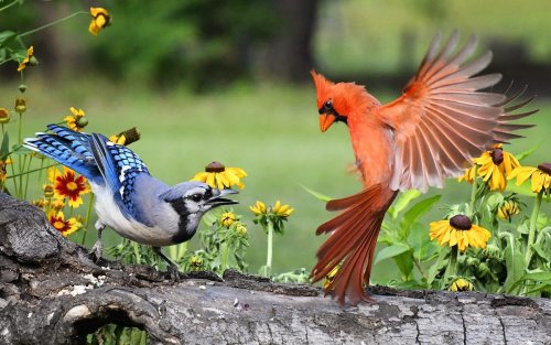 Is There a Blue Colored Cardinal Bird?
