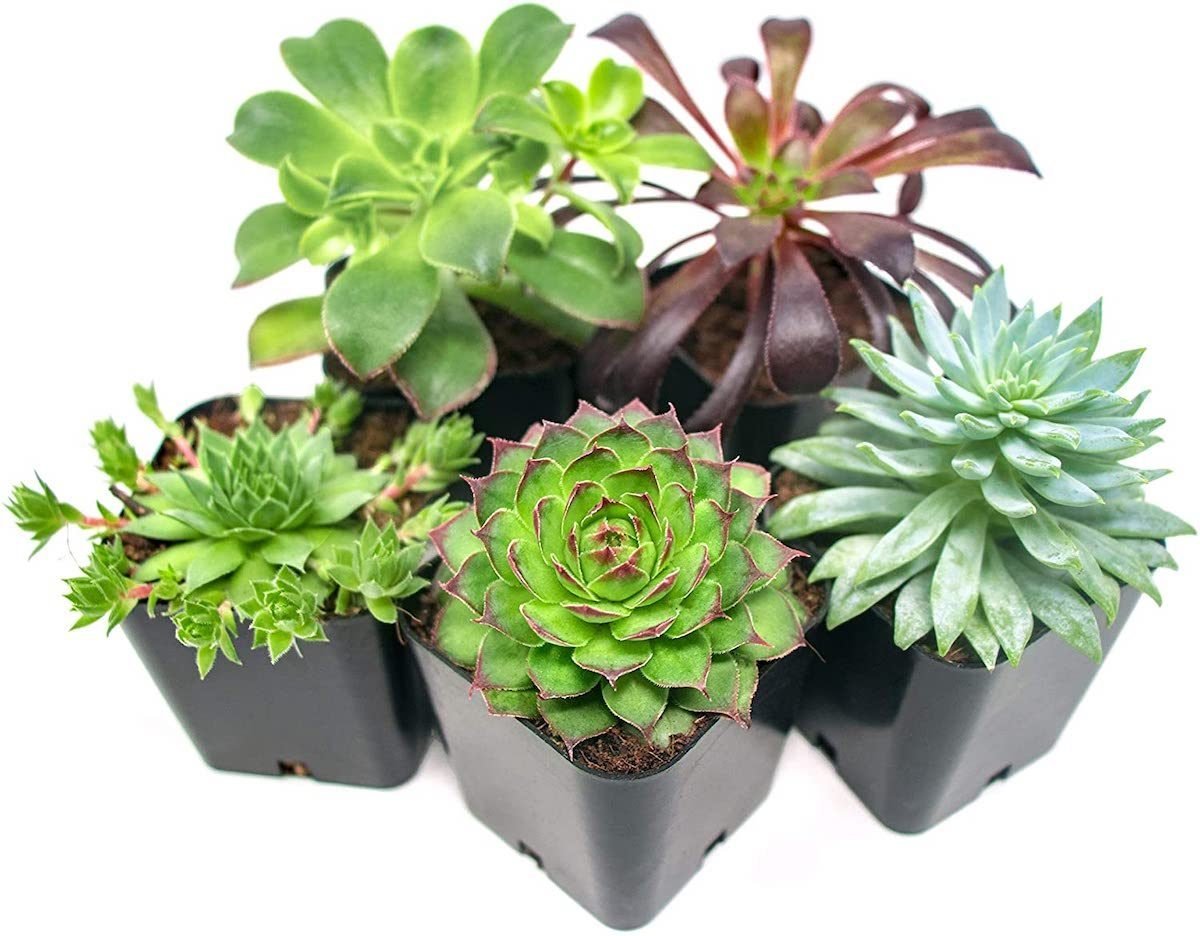 10 Easy-to-Grow Houseplants All Plant Parents Need