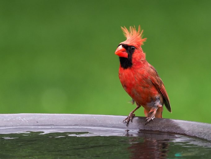 The Top 12 Cutest Birds in America