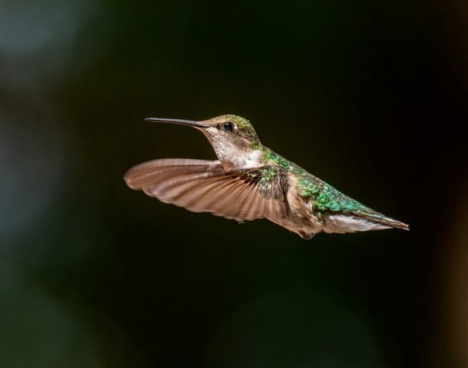 The Hummingbird Heart Rate is Unbelievably Fast