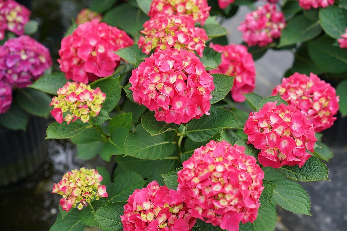 The ‘Wee Bit Giddy’ Hydrangea Is the GORGEOUS Flower Missing from Your Garden