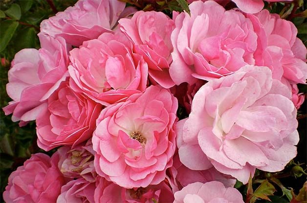 Choose the Best Roses for Your Garden