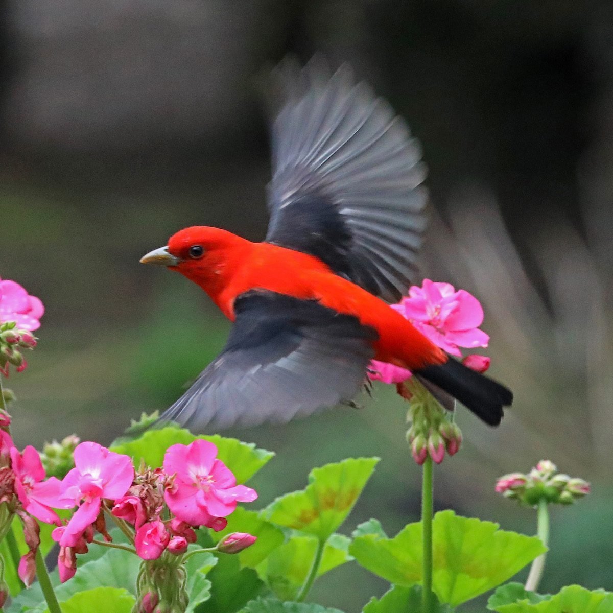 5 Types of Tanagers That Birders Should Know