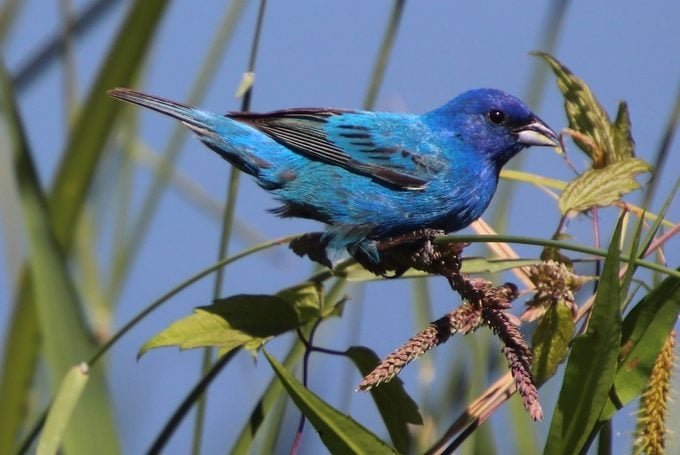 Bird-watching 101: How to Identify Birds