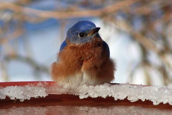 Winter Is Coming: Your Birds Need a Heated Bird Bath
