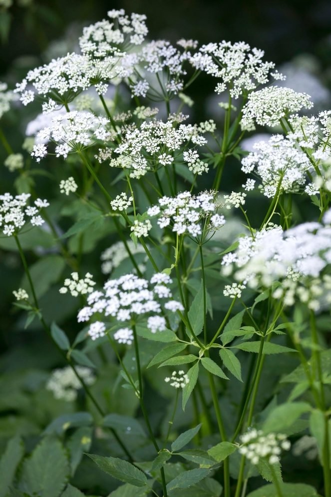 Are Snow-on-the-Mountain Plants Invasive?