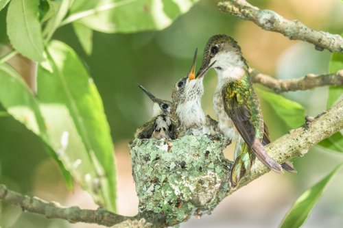 Everything You Need to Know About Hummingbird Nests