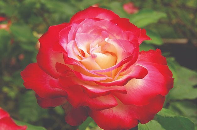 8 Surprising Facts About Roses