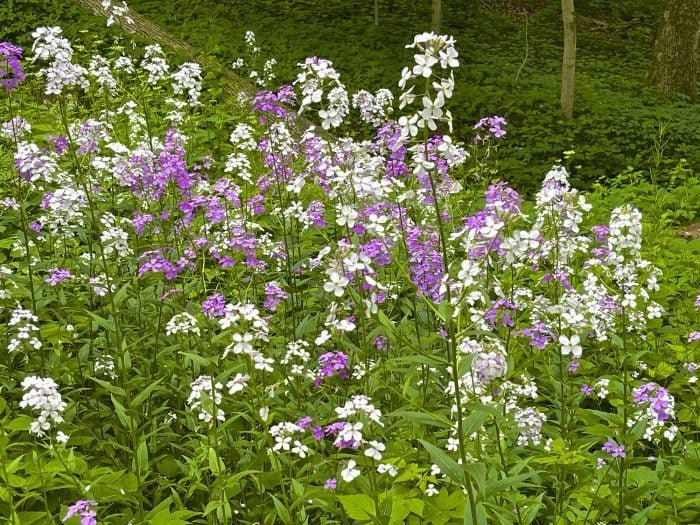 Invasive Plants You Should Never Grow
