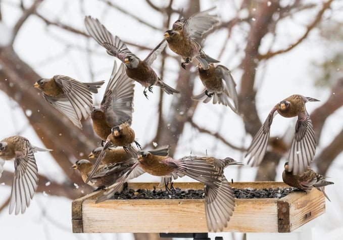 How to Help Birds in Cold Winter Weather