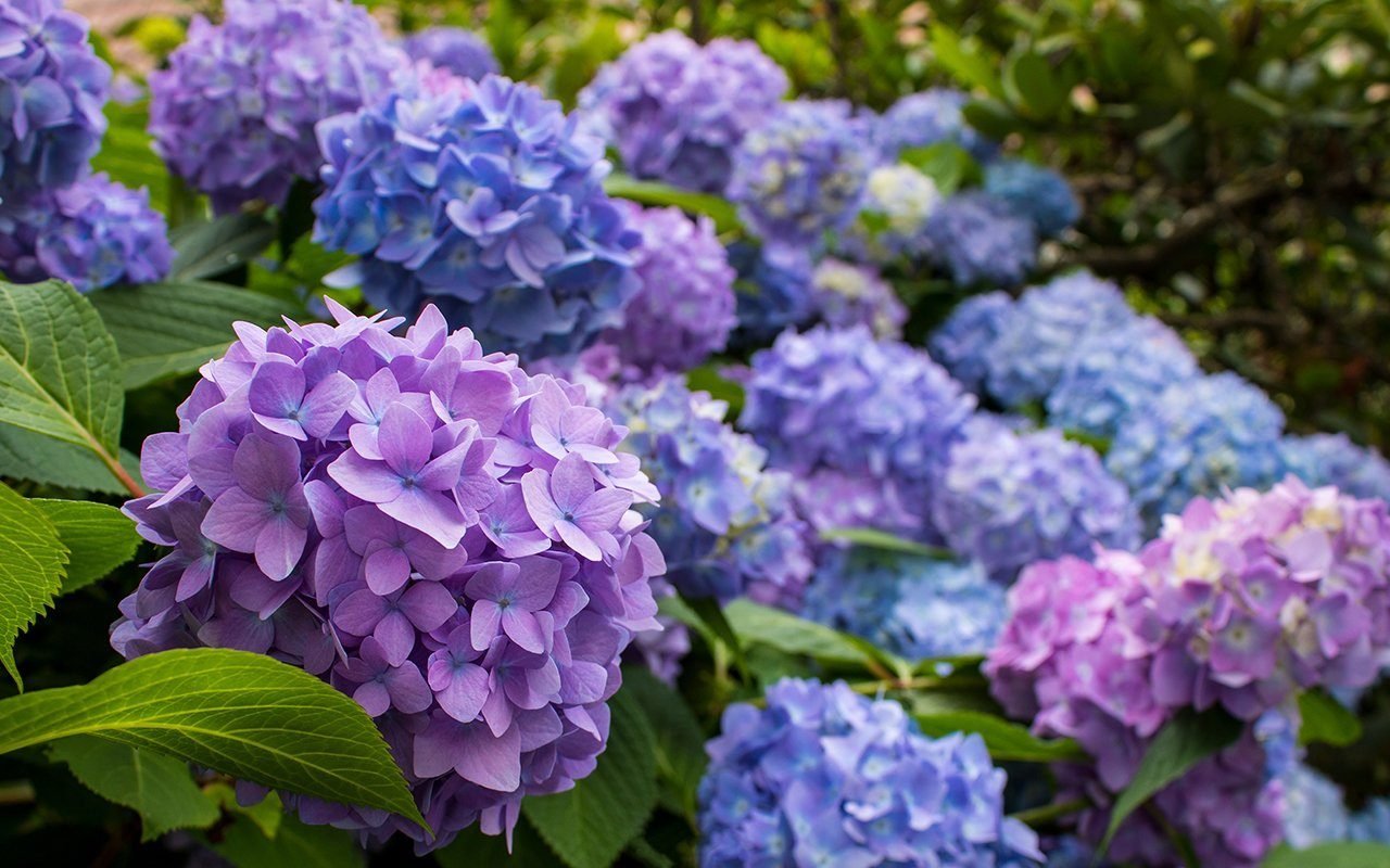 How to Care for Hydrangeas: 7 Things You Need to Know