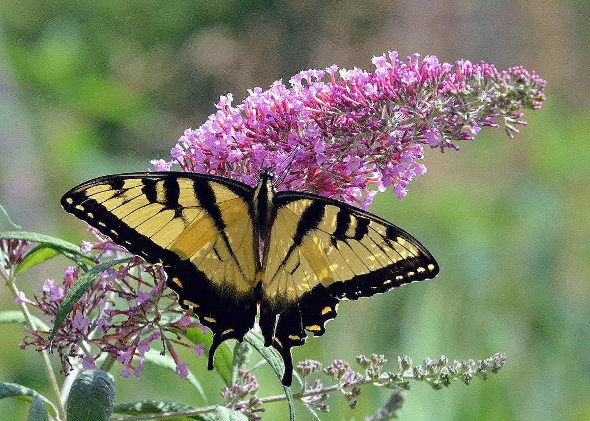 17 Blooming Bushes That Attract Butterflies
